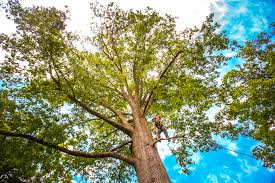 Best Arborist Consultation Services  in Okauchee Lake, WI