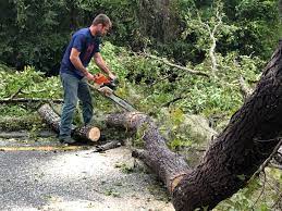 How Our Tree Care Process Works  in  Okauchee Lake, WI