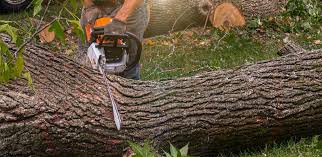 Best Lawn Grading and Leveling  in Okauchee Lake, WI