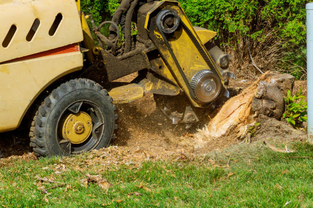 Reliable Okauchee Lake, WI Tree Services Solutions