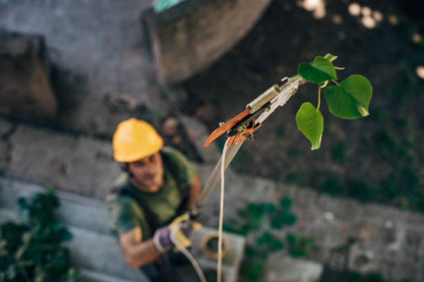Best Tree Removal  in Okauchee Lake, WI