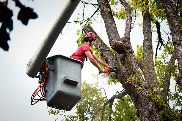 Best Fruit Tree Pruning  in Okauchee Lake, WI